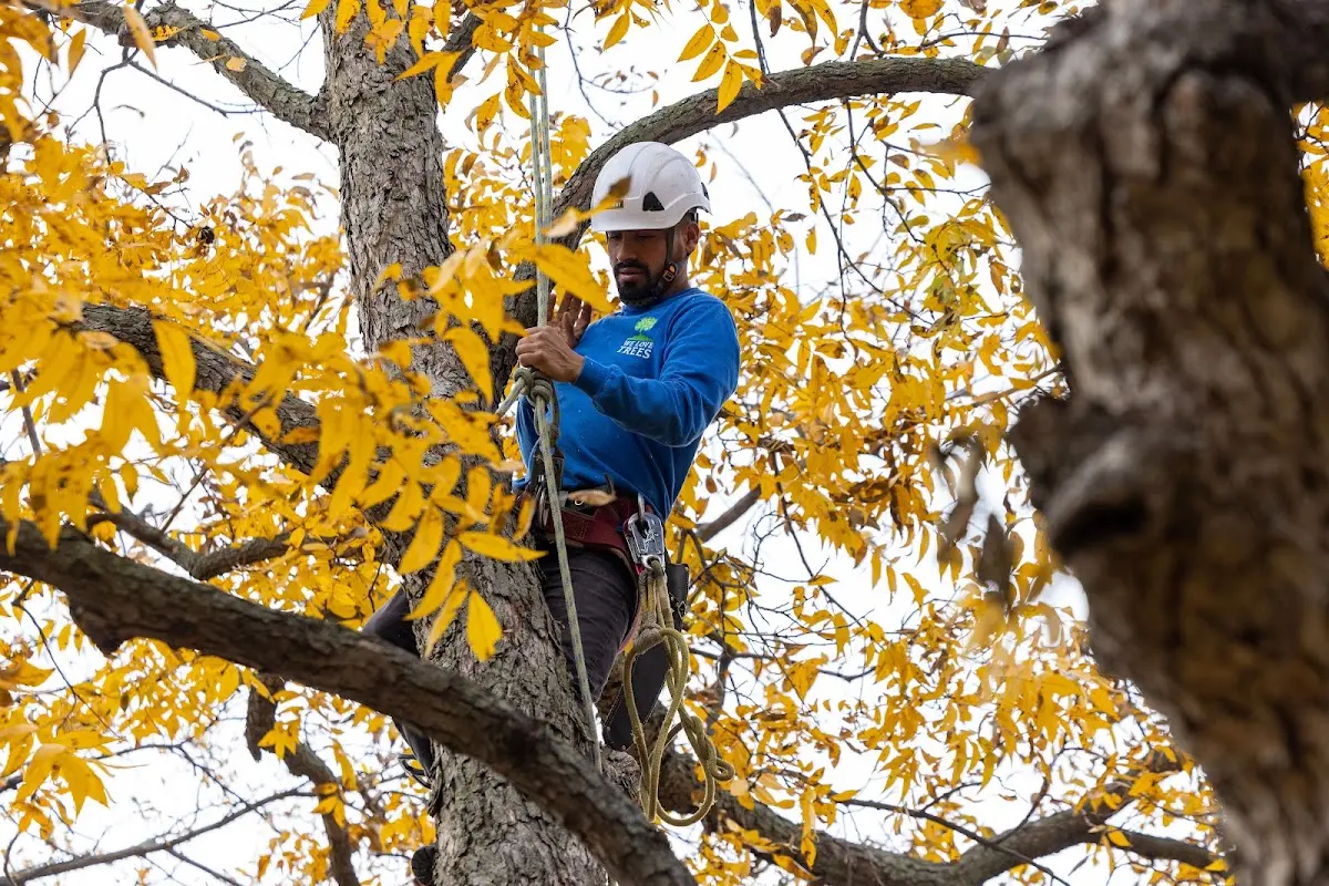 Skilled Storm Damage Cleanup crew working in Barrington